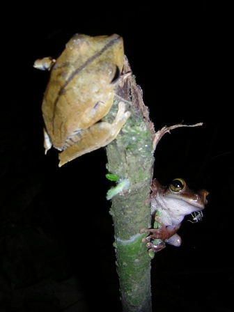 Frogs at night (note soon to be ex-spider on the lower frog)