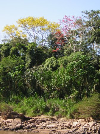 Riverside trees