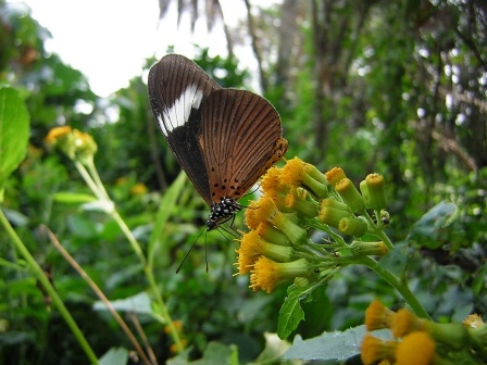 Butterfly Kibale Forest
