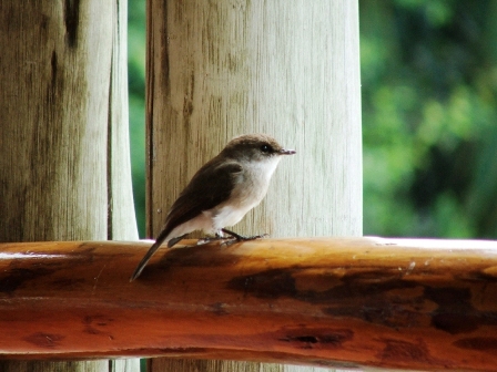 Swamp Flycatcher, Queen Elizabeth National Park
