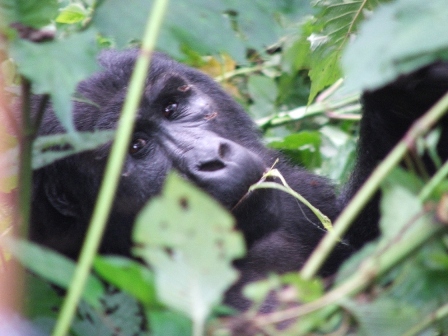 Silverback Bwindi Inpenitrable Forest