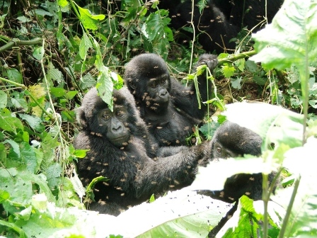 Young Gorillas