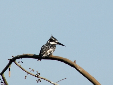 Pied Kingfisher, Lake Bunyonyi