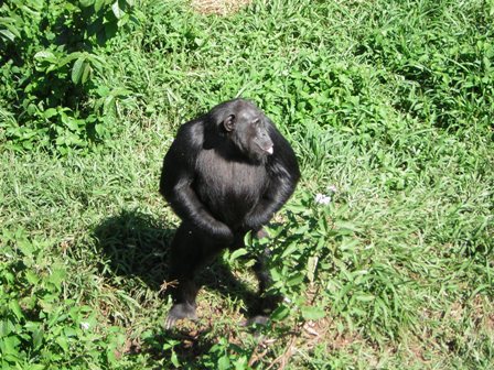 Adult Chimp, Ngamba Island, Lake Victoria, near Entebbe