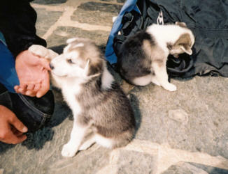 Aww, husky puppies who nicked our gear