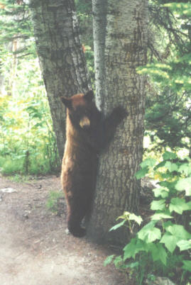 you're a bit brown for a black bear!