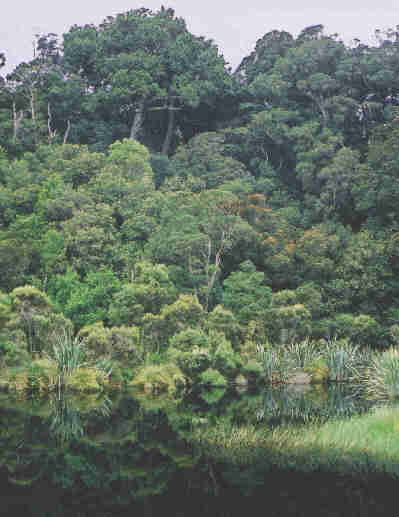Wilkie Lake, Catlins