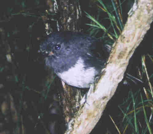 Stewart Iland Robin, Very Rare!