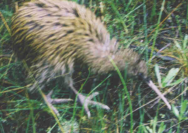 Stewart Island Brown Kiwi!