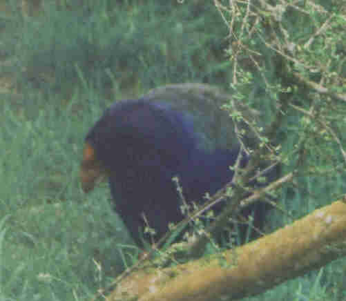 Takahe, one of less than 100 surviving birds, Te Anau, Fiordland