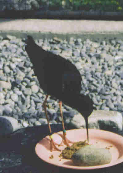 Another of the world's rarest birds, a black stilt, Twizel, near Mount Cook