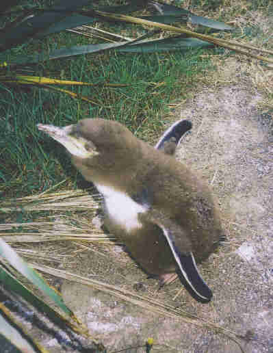 Young Yellow-eyed Penguin, the Penguin Place, Otago Peninsula, near Dunedin