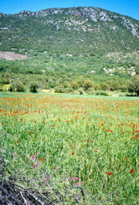 poppy field, near kas