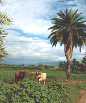 Typical countryside, Fiji