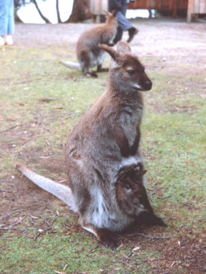 wallaby, tasmania