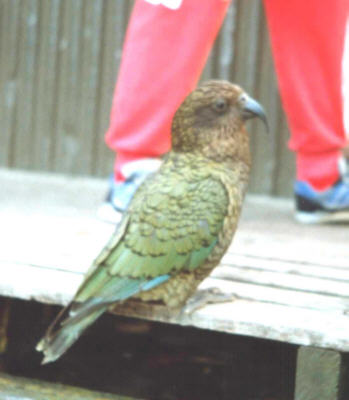 mountain parrot on the routeburn trek