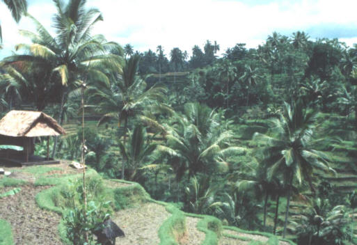 padi fields, bali