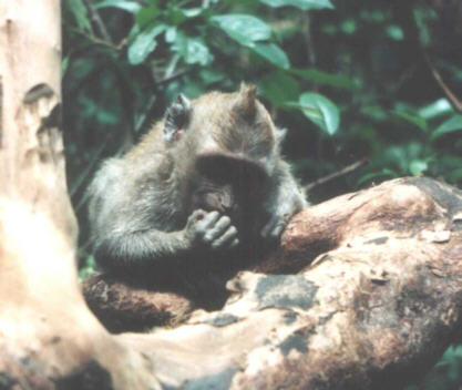 ah monkey, near ubud, bali