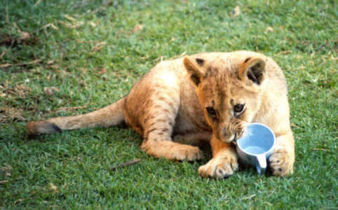 tea time, antelope park