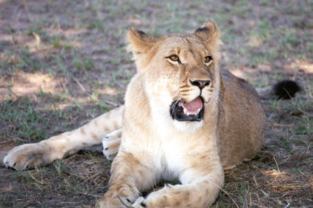 big cat doing what they do best ... nothing