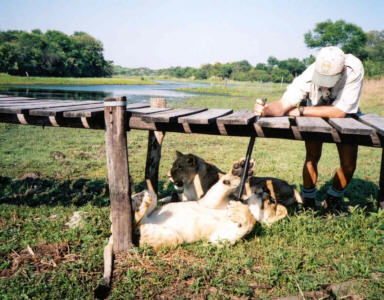 lions in the shade, antelope park