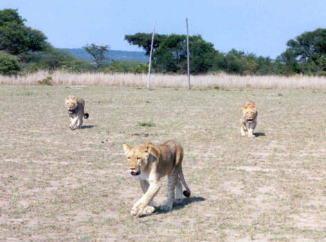 lions playing rugby