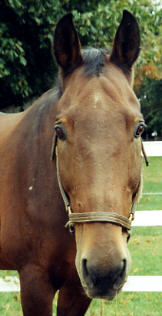 Chester