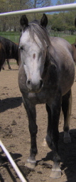 Love the large brown dot on his face. Yes it's a huge chestnut freckle!! Kokomo is a bay gone grey