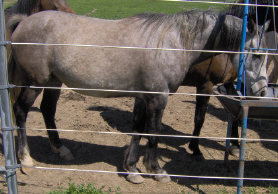 Sorry these pics are low quality, but this gives you an idea of how Kourage will stock out!