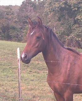 Got any x-tra scratches?.... I need some.&nbsp;&nbsp;&nbsp;&nbsp;&nbsp; yearling pic