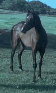 What cha got mom?? yearling pic