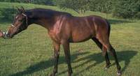 Kourage as a yearling