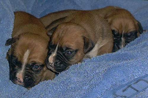 3 weeks old, is it playtime yet???