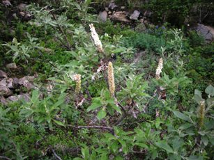 Alaska Willow