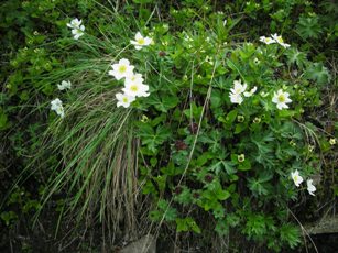 Anemone