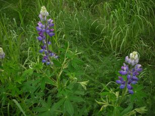 Arctic Lupine