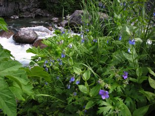 Bluebell