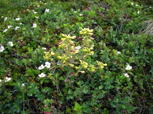 Capitate Lousewort