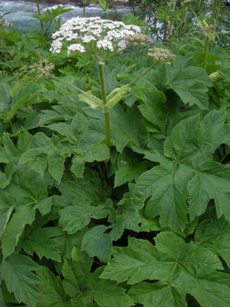 Cow Parsnip