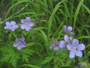 Cranesbill
