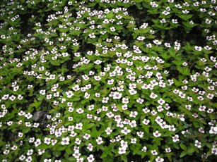 Dwarf Dogwood
