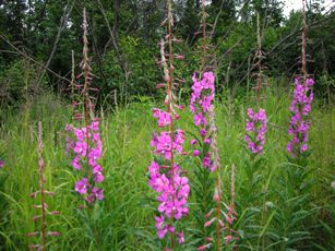 Fireweed
