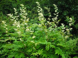 Goatsbeard