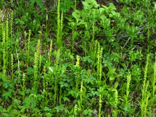 Green Bog Orchid