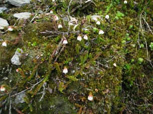 Moss Heather
