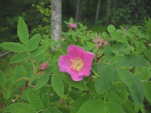 Prickly Rose