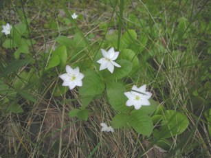 Starflower