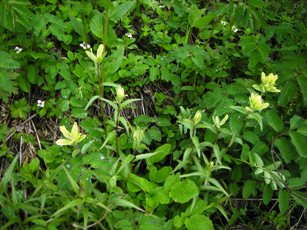 Yellow Paintbrush