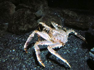 King Crab