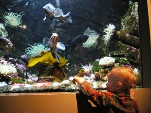Look!&nbsp; Fish!
